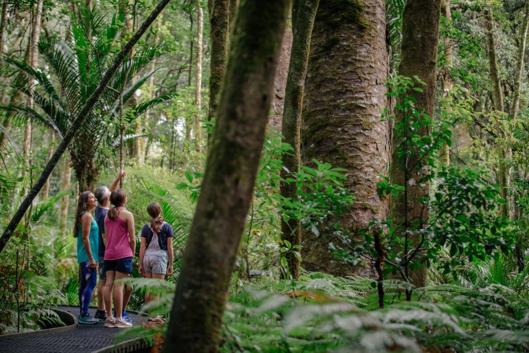 Trounson Kauri Park Boardwalk-min