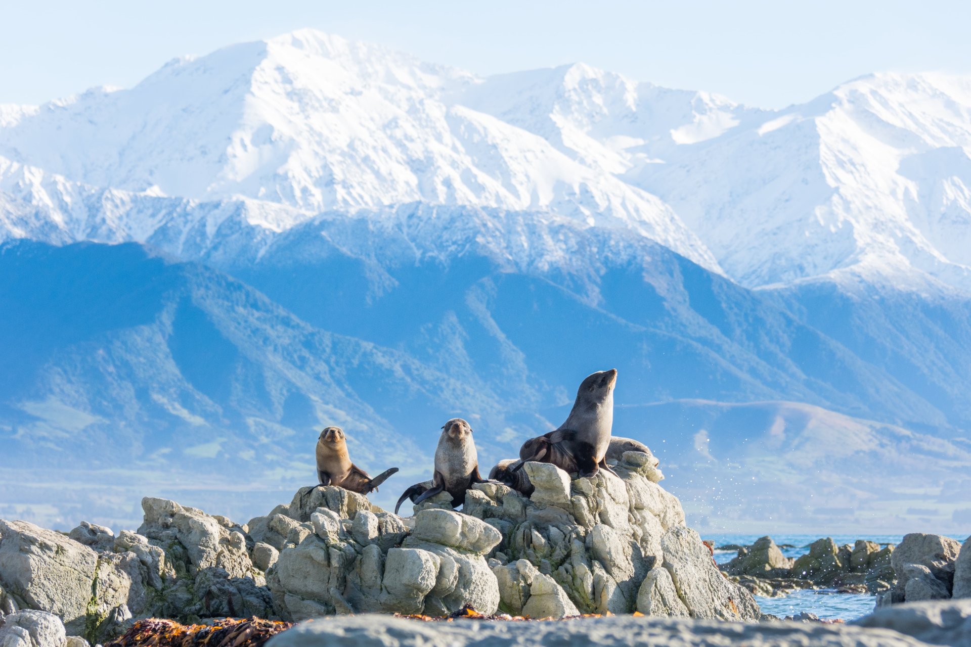 Seals and mountains image by Bare Kiwi-min